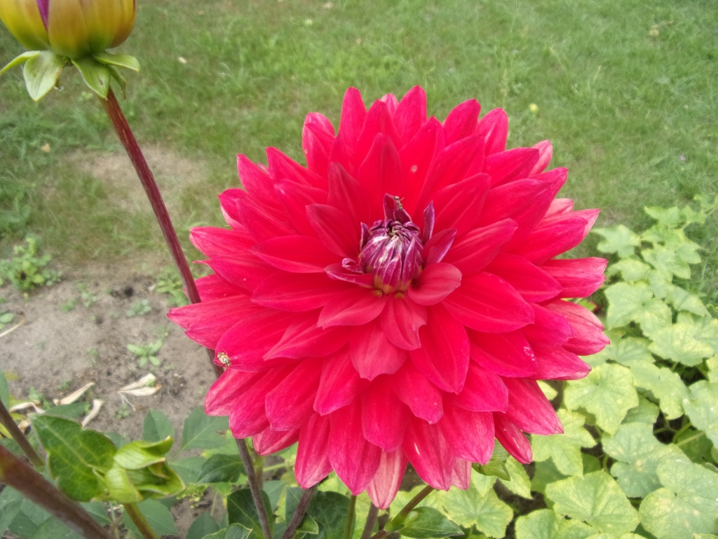 Aluksniesiem.lv raksta attēla aizvietotājs