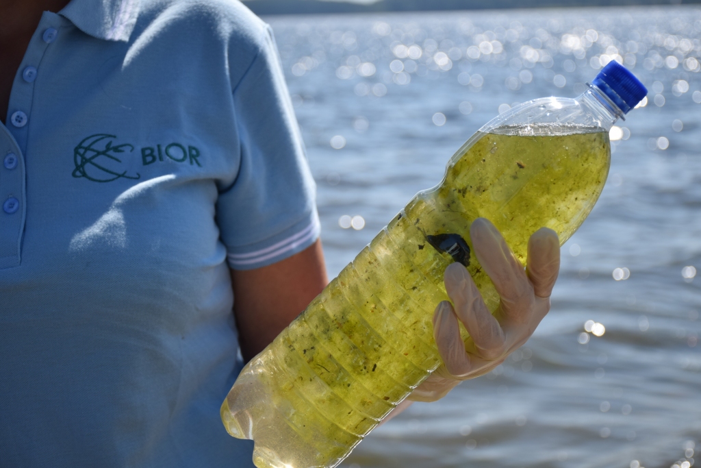 Aļģu daudz, bet nav kaitīgas. Zinātniskā institūta “BIOR” laboranti, analizējot Daugavas ūdeni, ņemtu pilsētnieku iecienītajā peldvietā pie pilsētas kultūras nama, bīstamās zilaļģes tajā neatrada.