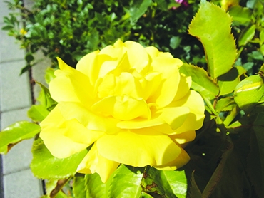 Autors: Inārs Dreijers