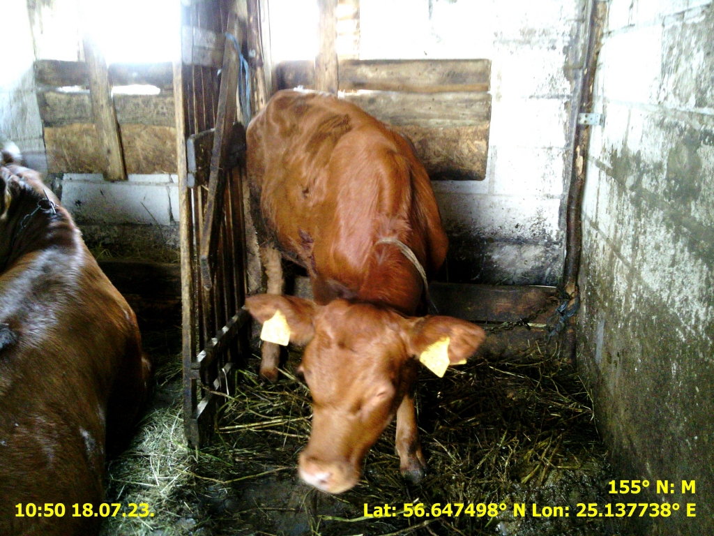 Pārbaude kūtī Skrīveros.
Autors: no LAD