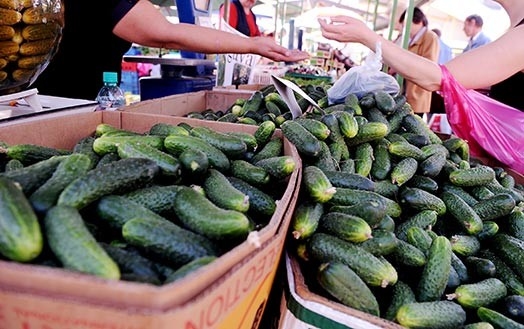 GURĶI šogad maksājot mazāk nekā pērn, kaut ar to ražu ne katrs var lepoties.
Autors: no interneta