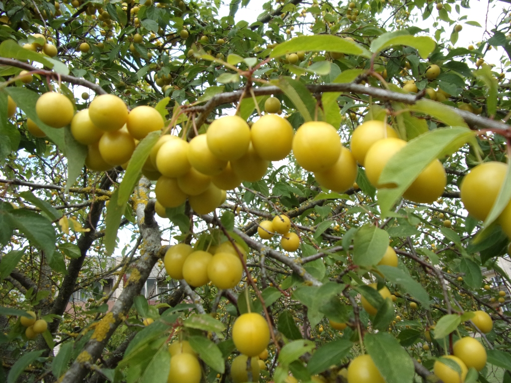 Autors: Inārs Dreijers