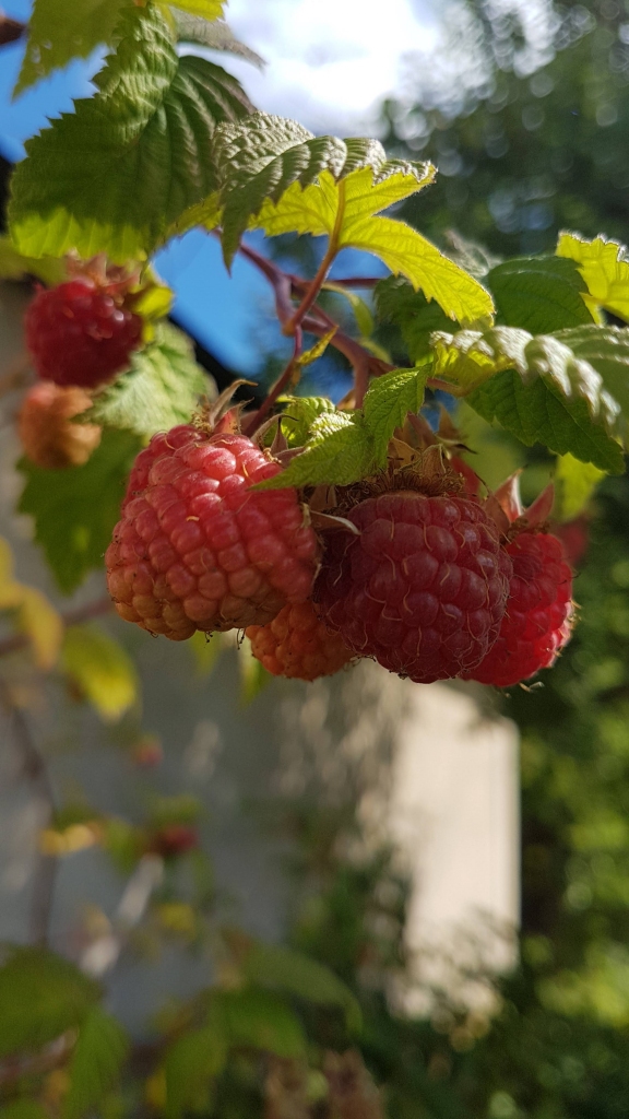 Autors: Līga Patmalniece