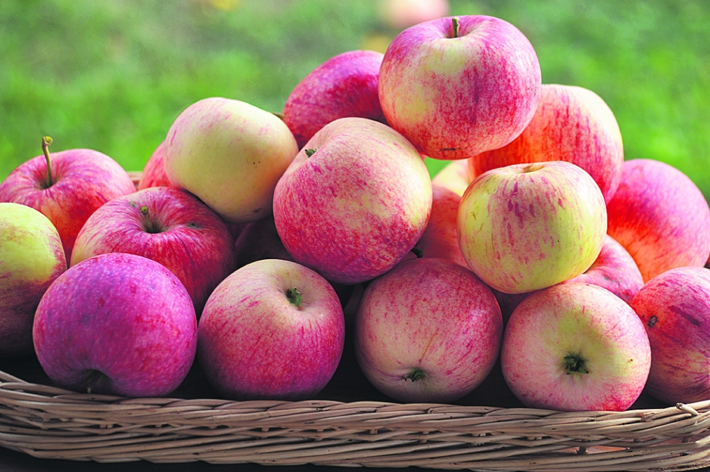 Ja ledusskapī vai pieliekamajā ilgāk “aizsēdējies” kāds piena produkts vai olas, kas steigšus jāēd nost, tad der apsvērt — varbūt tas labi garšos našķī kopā ar āboliem? Garda ir ābolkūka no biskvīta mīklas.
Autors: Raita Puriņa foto