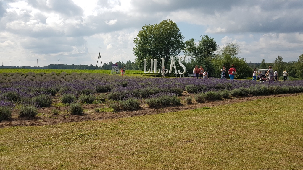 Garām nepabrauksi. Lavandas saziedējušas saimniecības “Lillas Lavander” laukos.
Autors: Imants Kaziļuns