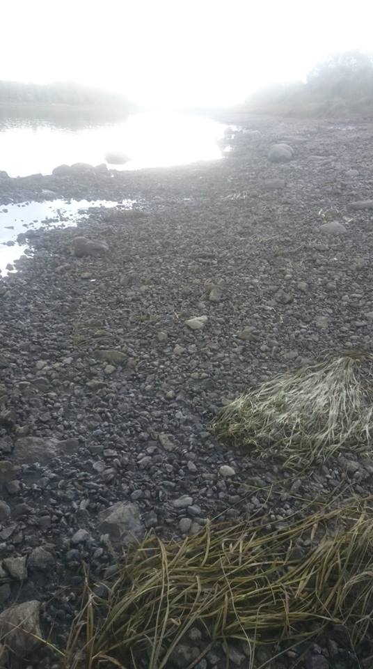 ĻOTI ZEMS LĪMENIS. Karstās vasaras dēļ Daugavas ūdens līmenis pie Pļaviņām un posmā līdz Jēkabpilij ir neparasti zems, nav palīdzējušas pat rudens lietavas.
Autors: aculiecinieka