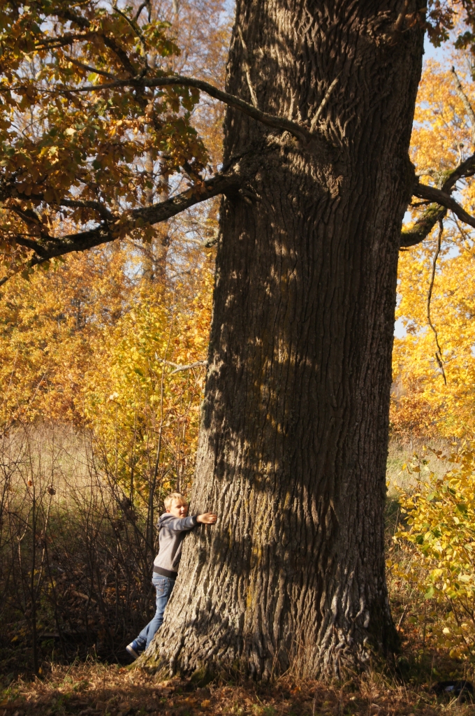 Milzenis. “Šausmānu” dižozols.
Autors: Guntis Eniņš