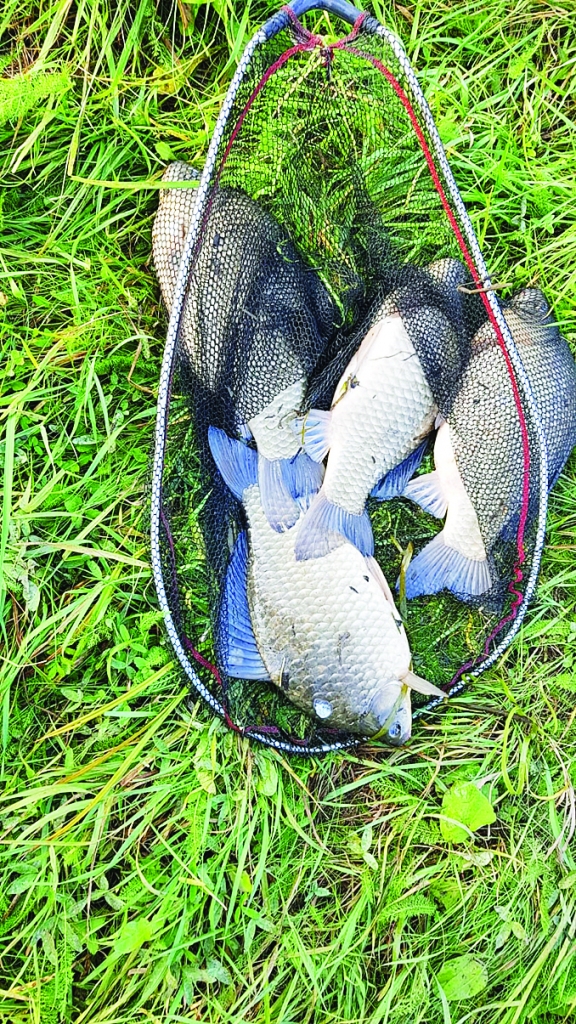 Karūsas spēj savairoties tik ļoti, ka makšķernieki tās dēvē par dīķa nezālēm.