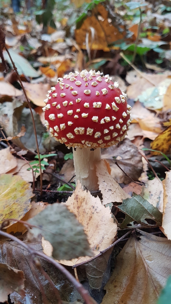 Autors: Imants Kaziļuns