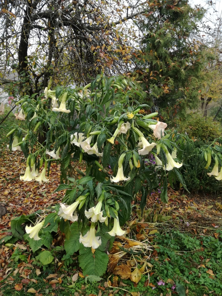 Foto ar stāstu. Šī fotogrāfija ir divu autoru darbs. Anitas kundze mums raksta: “Nosūtu bildīti konkursam no pļaviņietes Almas Reiznieces mājas pagalma, tātad ar domu, ka viņa piedalās konkursā, izvēloties mani kā pilnvaroto nofotografēt un aizsūtīt bildi, jo pati ir gados cienījama kundze, ir jūsu laikraksta regulāra lasītāja un nav draugos ar modernajām tehnoloģijām. Almas kundze ir liela rokdarbniece un mīl puķes. Šai “taurei” pavisam kopā bijis ap 100 ziediem, tie iepriecināja Almas kundzi visu vasaru un  tagad. Tā izceļas kā karaliene rudens izdaiļoto un nobirušo lapu laukumā.
