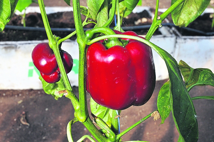 Paprika ir viens no dārzeņiem, kam joprojām jāiztur stingra kontrole un jāatbilst konkrētiem standartiem.