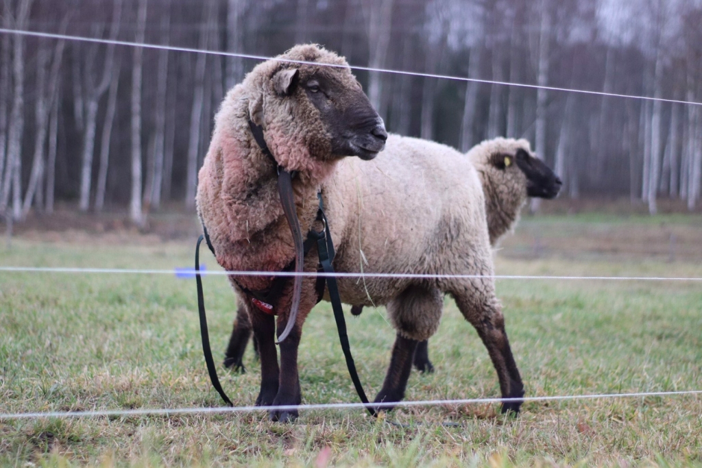 Neierasts aprīkojums. Teķis iemēģina jauno jostu.
Autors: no Daces albuma