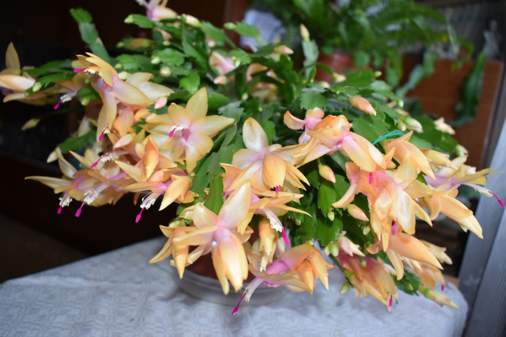 ZIEDU SVEICIENS. Nākamajā Latvijas gadsimtā kaktuss ieies ar bagātīgu ziedu kupenu.