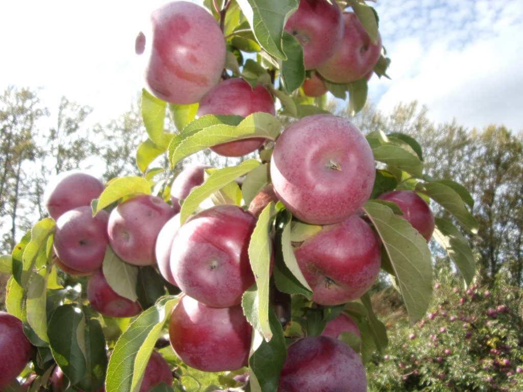 “Poceros” šogad bija bagātīga raža.
Autors: Inārs Dreijers