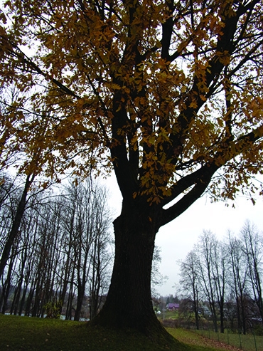 Autors: Ināra Dreijera foto