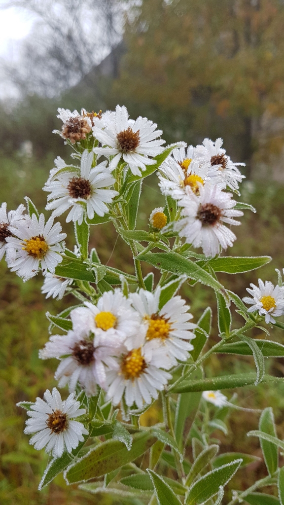Autors: Imants Kaziļuns