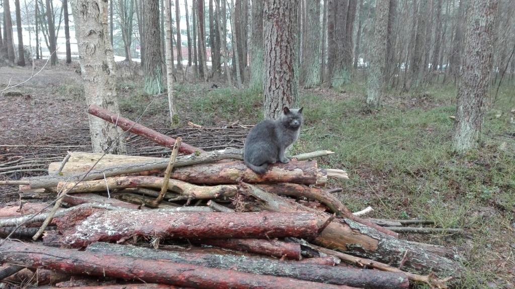 Autors: Ināra Sudare