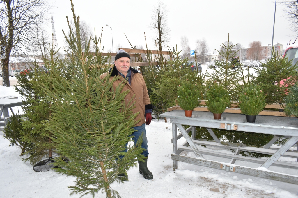 Zaļsvārce katrai gaumei. Dainis Markovs eglīšu pārdošanas biznesā darbojas vairākus gadu desmitus.