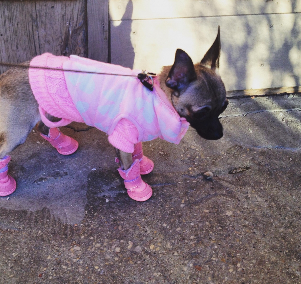 Īsta dāma. Ja nepieciešams, Tea velk kurpītes. Saimniece Līva Benjava parūpējusies, lai mīlules tērps būtu saskaņots.
Autors: no personīgā albuma