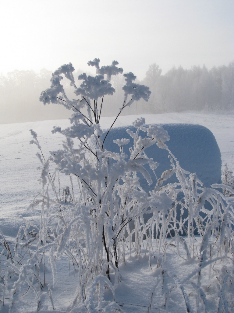 Autors: Solveiga Ivanova