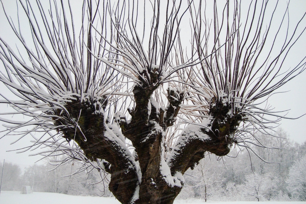 Autors: Uldis Grietiņš