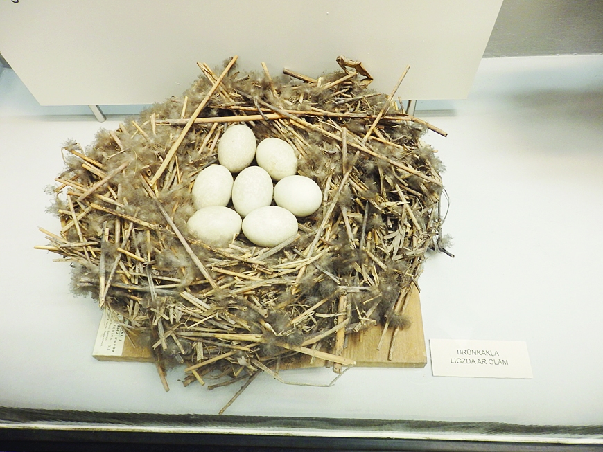 Katrs putns izšķiļas no olas. Izņēmums nav arī brūnkaklis, kura ligzdiņa ar olām eksponēta Latvijas Dabas muzejā.