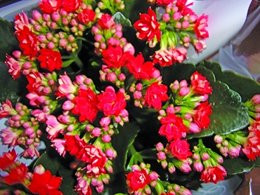 Autors: Inārs Dreijers