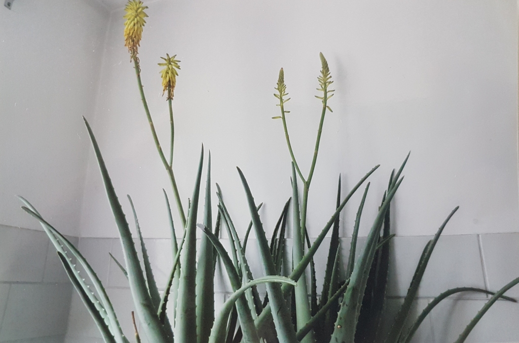 Autors: no koknesieša albuma