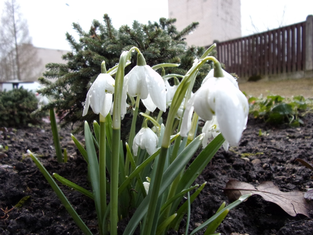 Autors: Inārs Dreijers