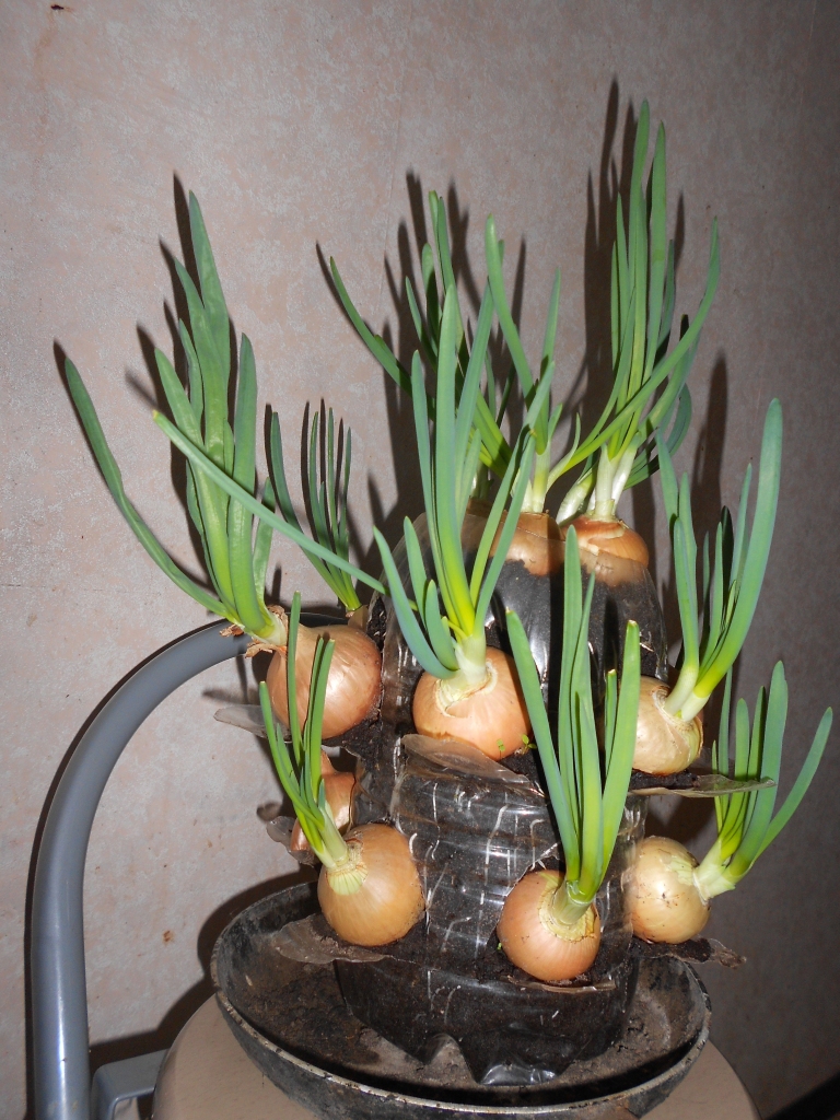 Autors: Ināra Sudare