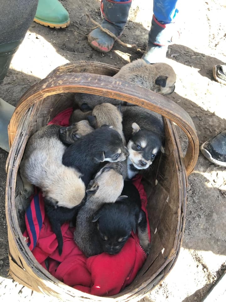 Laimes pilns groziņš. Interneta vidē slavenie kucēni drīzumā būs gatavi doties uz jaunām mājām pie labiem saimniekiem.
Autors: no personīgā albuma