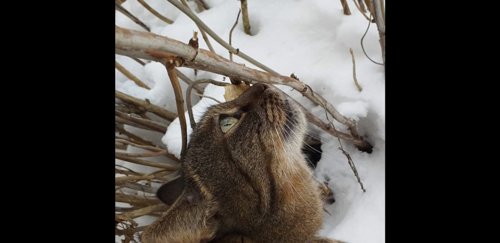 BETIJA arī ir pavasara gaidās.
Autors: Baibas foto
