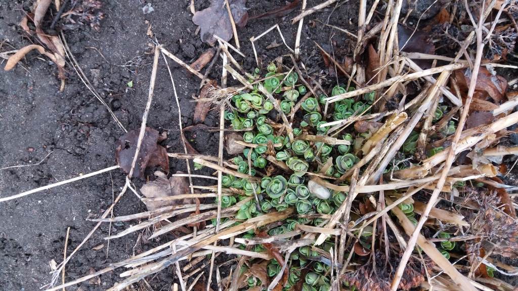 PAVASARIS laužas ārā no zemes.
Autors: Valtera Riekstiņa foto