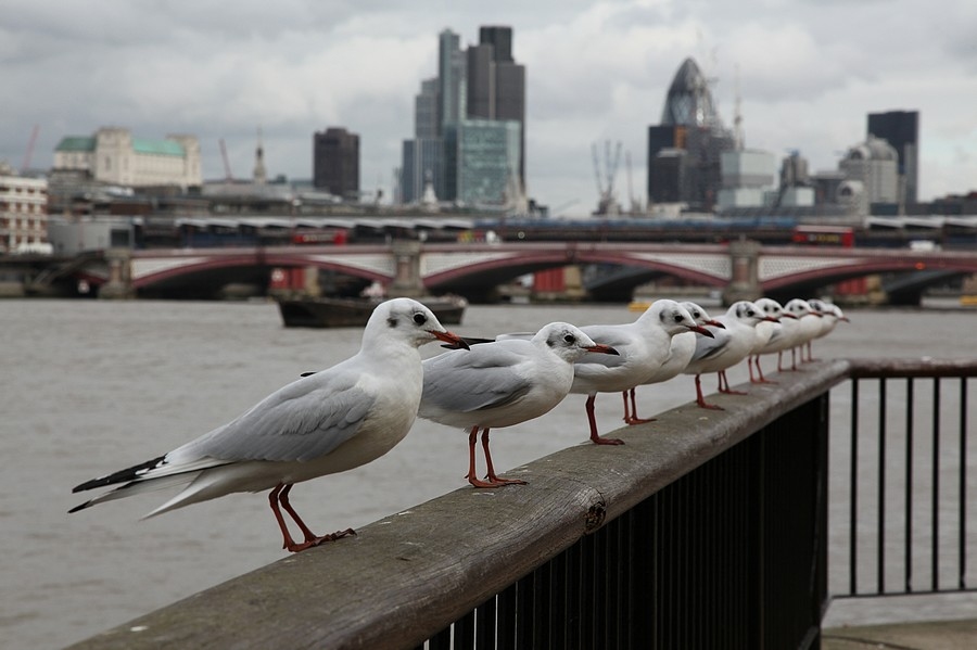 Autors: Žanna Žaka