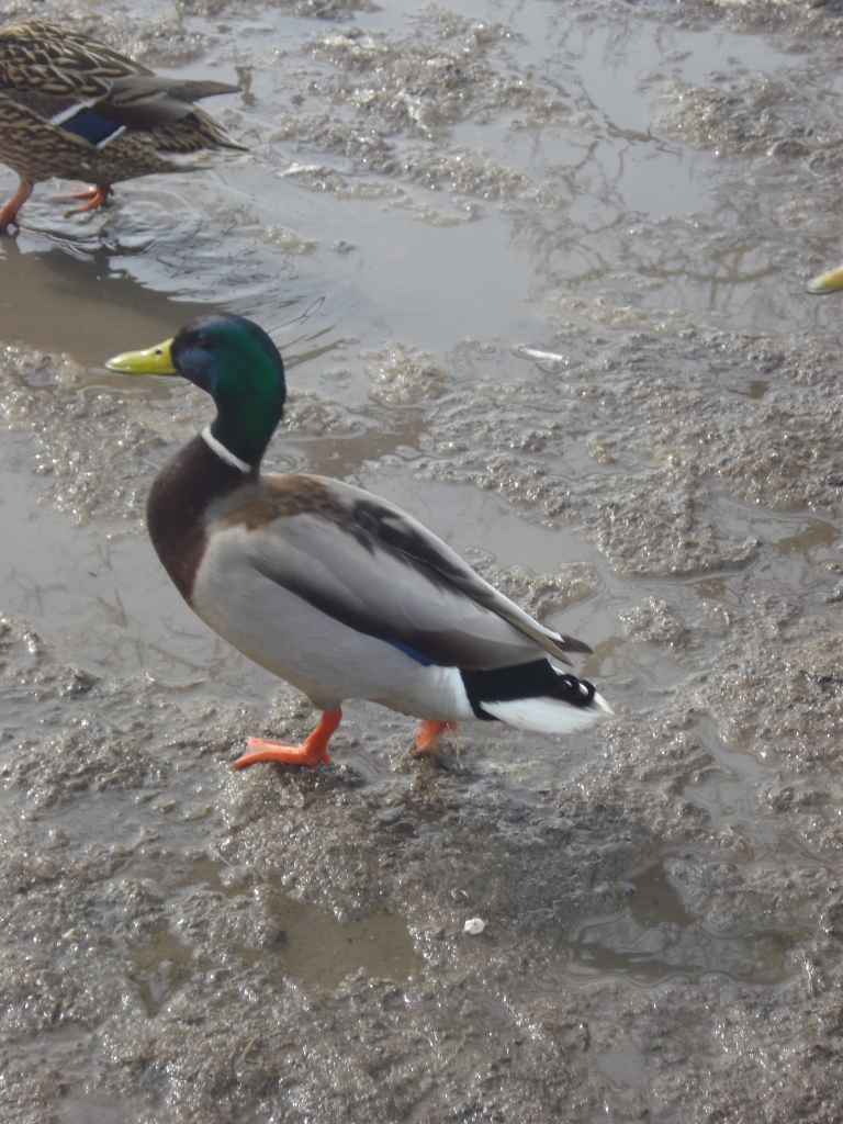 Autors: Silvija Karpoviča