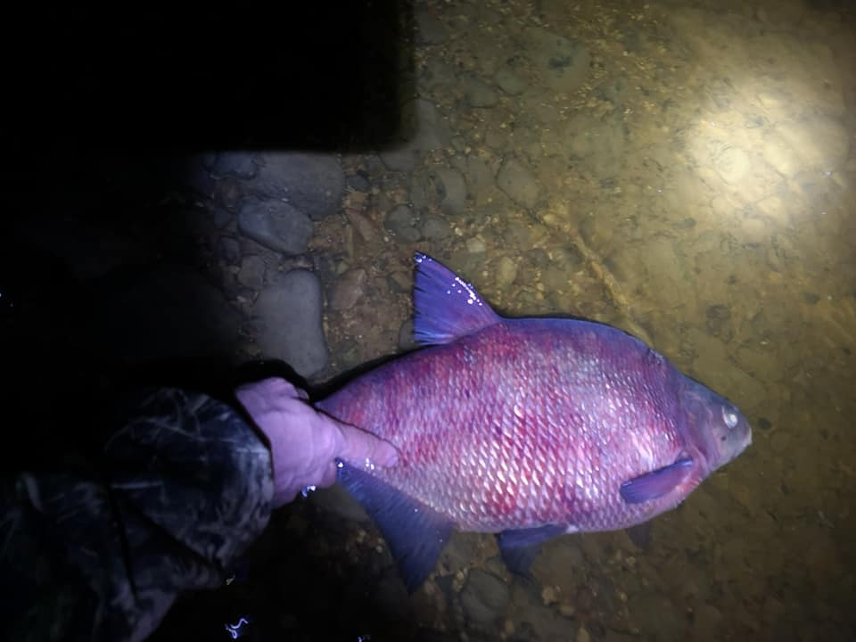 BREKŠUS, kas noķerti aizliegtā veidā un vietā, vides inspektori ielaida atpakaļ Daugavā.
Autors: no Vides aizsardzības asociācijas