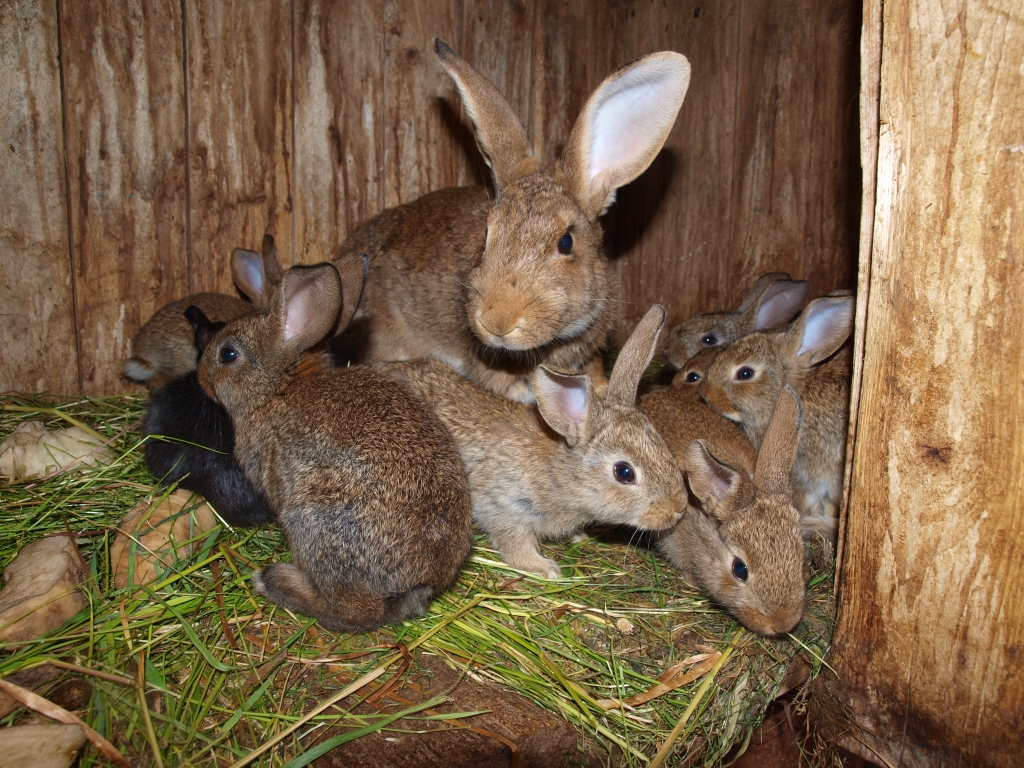 Svētku vēstnesis — Lieldienu zaķis.