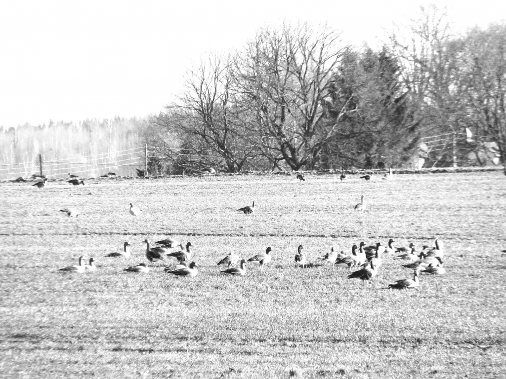 Autors: Solveiga Ivanova