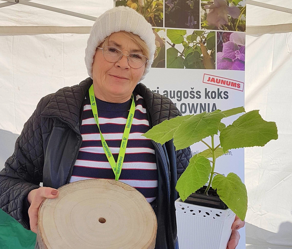 Izaudzis astoņos gados. Mairas Meļķes rokā paulonijas koka ripa.