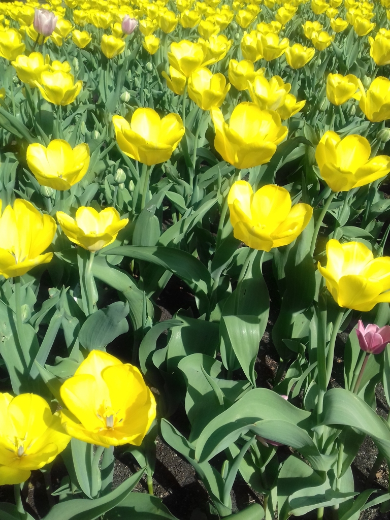 Autors: Silvija Karpoviča