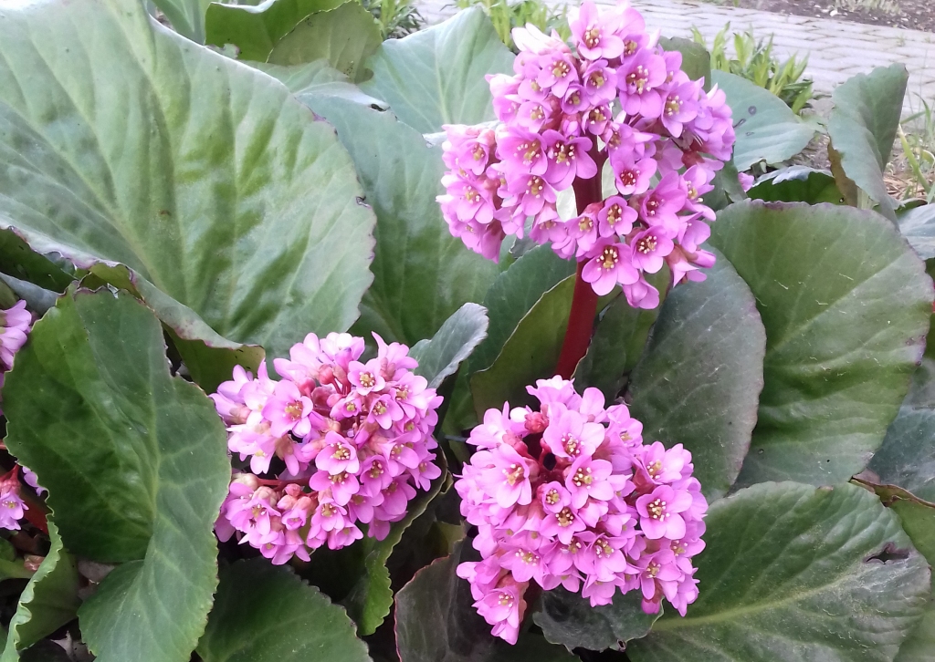 Autors: Silvija Karpoviča