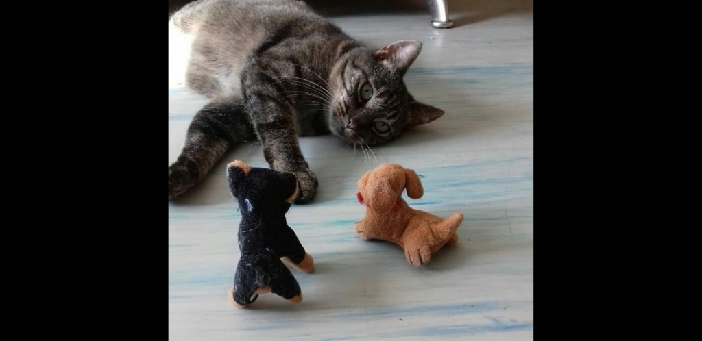 Mincei sagādāts daudz rotaļlietu. Arī mazi spēļu sunīši.
Autors: no ģimenes albuma