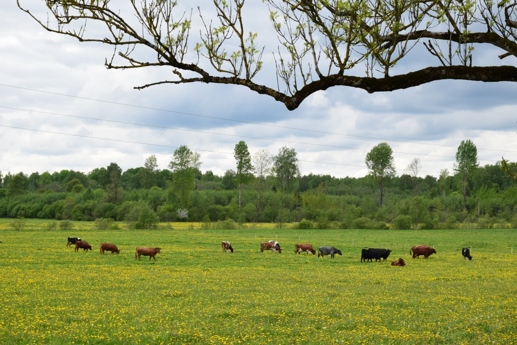 Autors: Līga Patmalniece