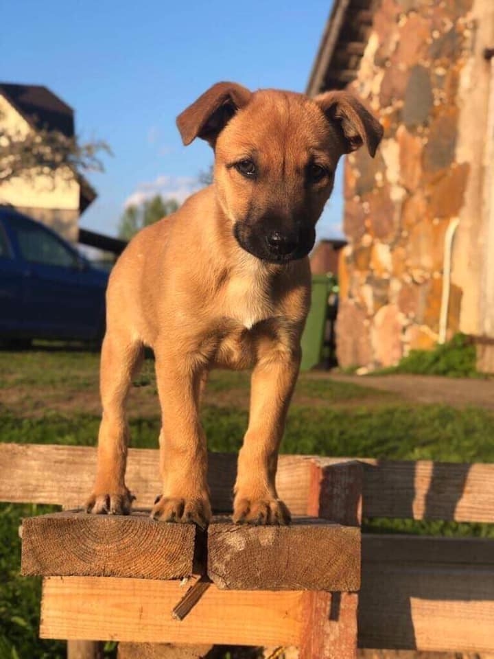 Modelis Mārvels. Suņu puika sirdsmieru radis pie saimnieka Edija Koknesē.
Autors: no personīgā albuma