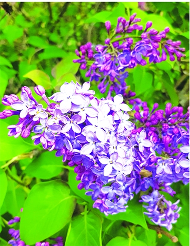 Autors: Ināra Sudare