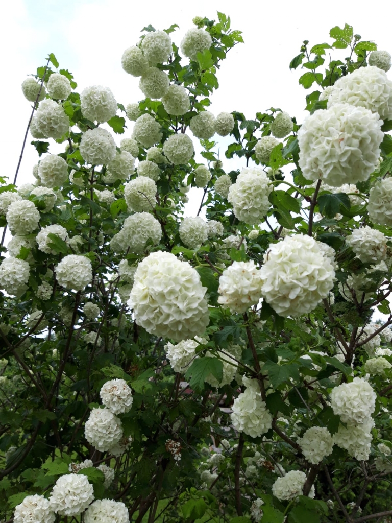 Autors: Evita Apiņa