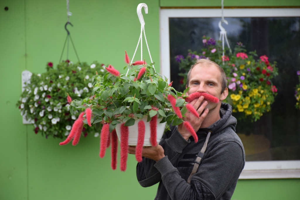 KAĶASTE jeb akalifa ir interesants augs, kas labi iederas ikvienā interjerā.