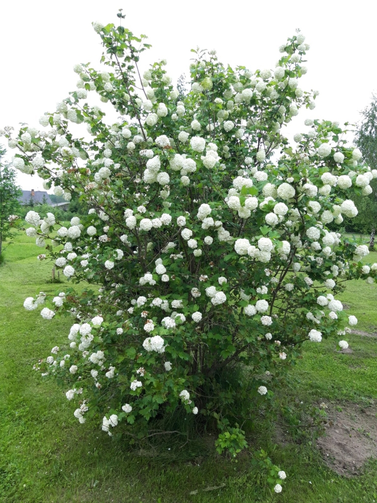 Autors: Evita Apiņa