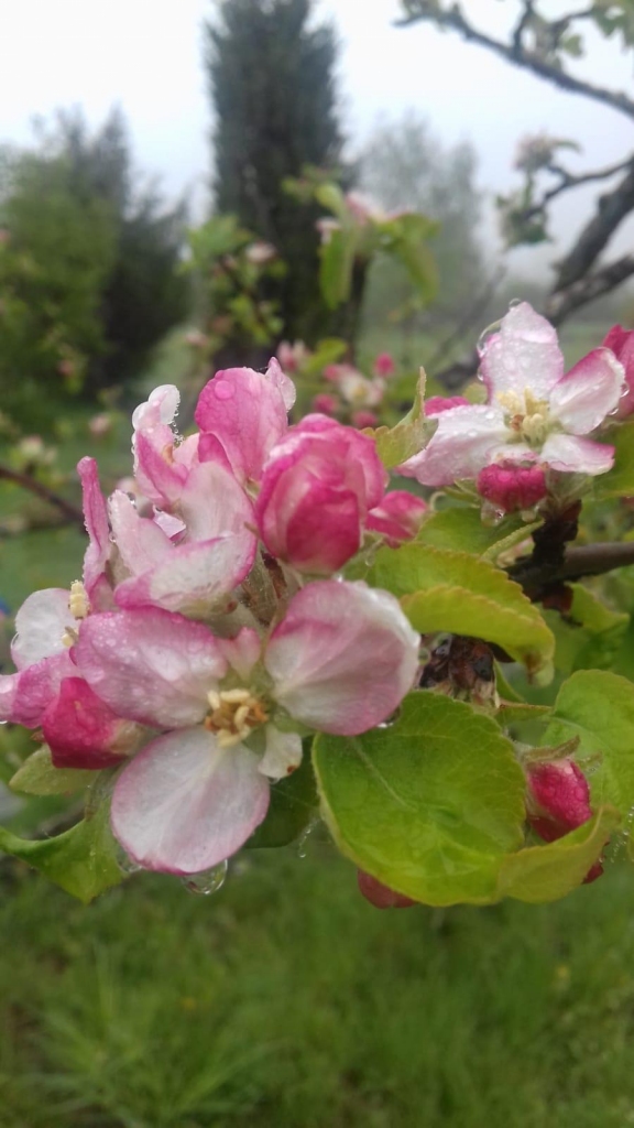 Autors: Imants Kaziļuns