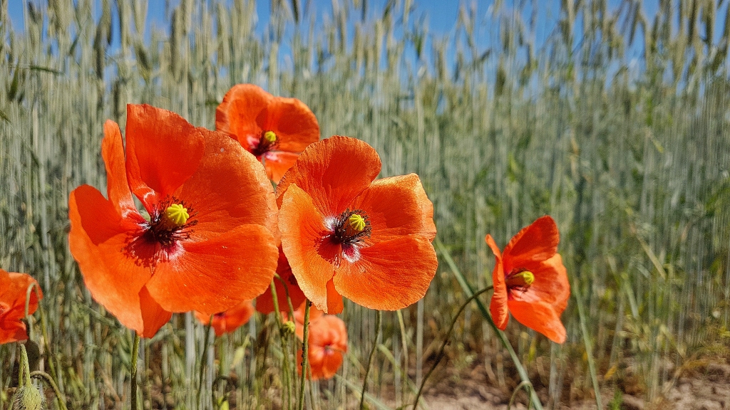 Autors: Imants Kaziļuns